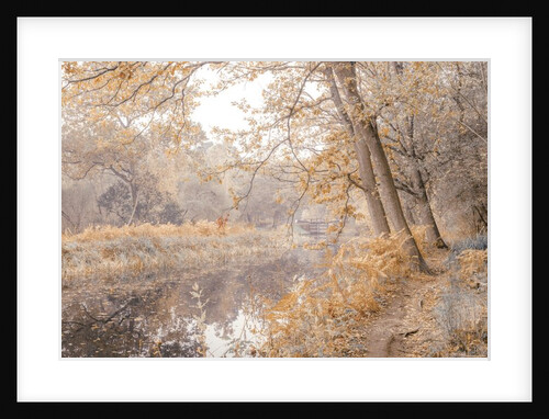 Canal through forest by Assaf Frank